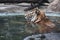 close up head tiger sit in water