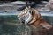 close up head tiger sit in water