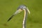 Close up of head of Tricolored Heron