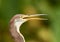 Close up of head of Tricolored Heron