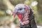 Close up of a head of a turkey with a combination of colors