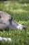 Close Up Of Head Of Whippet Banished From House