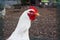 Close-up of a head of white Leghorn chicken