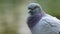 Close-up head of a wild pigeon cleans feathers on the lake in summer