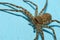 Close up head wolf spider is insect animal on blue color cement floor.