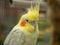 Close up of head of yellow lutino cockatiel