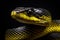 Close-up of the head of a yellow snake on a black background, Closeup of wild black yellow snake isolated on fl, AI Generated