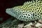 Close up of head on yellow spotted moray eel