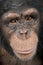 Close-up on a head of a Young Chimpanzee - Simia t