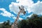 Close up head of young giraff in zoo with trees and blue sky.