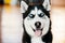 Close Up Head Young Happy Husky Puppy Eskimo Dog