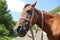 Close-up of the head of a young horse in the bosom of nature