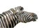 Close up head zebra on white background have path