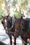 Close-up of heads of Brown horses with white stripe on the front of their head resting in the shade 