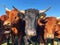 Close-up of the heads of a herd of shorthorn cattle or cows