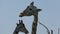 Close up of the heads of a mother and baby giraffe