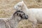 Close up of heads of pair of  small sheep - rare breed - profile view in field of yellow grass