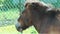 Close-up of heads of Przewalski\'s horse