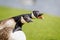 Close up of the heads of two Canada Geese honking aggressively with beak open and tongue and teeth showing