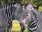 Close up of the heads of two grevys zebras in front of grass and trees