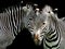 Close up of the heads of two zebras on a black background