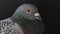 Close up headshot of homing pigeon in home loft