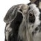 Close-up headshot of Rove goat, 5 years old