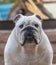 Close up headshot of a white bulldog