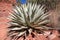 Close-up of healthy Aloe Vera, Sedona, Arizona