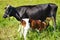 A close up of a healthy Beautiful black cow nursing her calf. Cute cow baby is sucking milk from the mother.