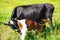 A close up of a healthy Beautiful black cow nursing her calf. Cute cow baby is sucking milk from the mother.