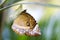 Close up healthy and beautiful brown butterfly emerges from a cocoon on blur background