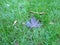 Close up healthy golf overgrown lawn with purple autumn leafs