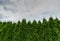 Close up of a healthy green thuja hedge under an expressive blue and cloudy sky