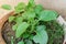 Close-up healthy Mexican mint Plectranthus Amboinicus growing in pot in Vietnam