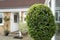 Close-up of a healthy, newly trimmed privet plant.