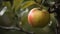 close-up of a healthy ripe apple hanging from a tree bran two generative AI