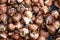 Close up of a heap of brown tulips bulbs in a black plastic box, ready to be planted in a garden, natural monochrome background