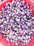 Close up heap of colorful pile of raw dwarf purple fresh small eggplants on a local asia farmers market. Light purple