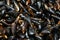 Close-up heap of raw fresh mussels on counter at local fish market. Heap of Nutritious shellfish mollusk at seafood store