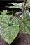 Close up The heart-shaped leaves of the Taro plant, two-color details of ornamental taro leaves