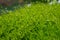 Close-up of Heath Pearlwort Lawn Sagina subulata