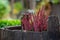 Close-up of heather growing in a garden in a wooden pot.