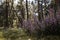 Close up of heather herb in the forest