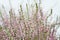 Close-up of heathers, Calluna Vulgaris