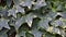 Close up of Hedera helix, english ivy, common ivy, full frame