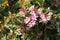 Close-up of a hedge of Abelia grandiflora `Edward Goucher`