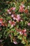 Close-up of a hedge of Abelia grandiflora `Edward Goucher`