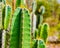 Close up of Hedge cactus or Cereus repandus in the garden
