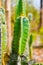 Close up of Hedge cactus or Cereus repandus in the garden